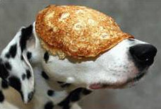 Dog with Pancake on Nose